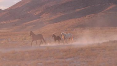 Sonbaharda Utah çölünde vahşi at sürüsü.