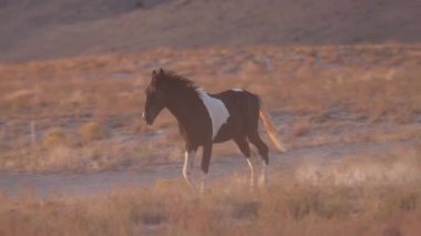 Sonbaharda Utah çölünde vahşi at