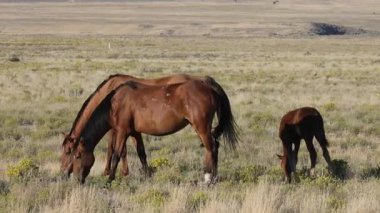 Sonbaharda Utah çölünde vahşi at sürüsü.