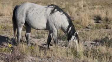 Sonbaharda Utah çölünde vahşi at