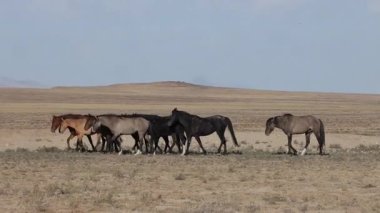 Sonbaharda Utah çölünde vahşi at sürüsü.