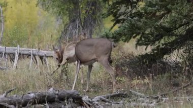 Grand Teton Ulusal Parkı Wyoming 'de sonbaharda bir beyaz kuyruklu geyik ve yavru.