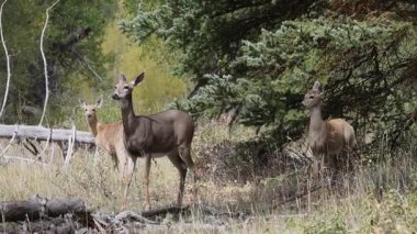 Grand Teton Ulusal Parkı Wyoming 'de sonbaharda bir beyaz kuyruklu geyik ve yavru.