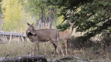 Grand Teton Ulusal Parkı Wyoming 'de sonbaharda bir beyaz kuyruklu geyik ve yavru.