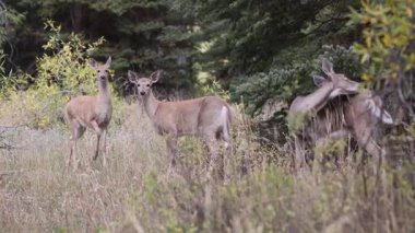 Grand Teton Ulusal Parkı Wyoming 'de sonbaharda bir beyaz kuyruklu geyik ve yavru.