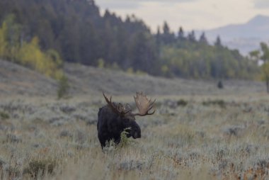 Grand Teton Ulusal Parkı Wyoming 'de sonbaharda bir boğa geyiği.