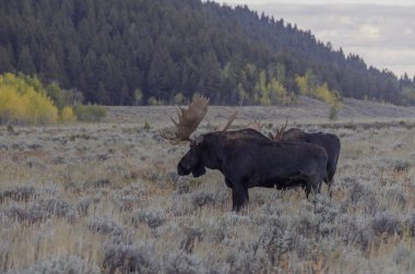 Grand Teton Ulusal Parkı Wyoming 'de sonbaharda bir çift geyik.