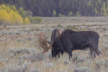 Grand Teton Ulusal Parkı Wyoming 'de sonbaharda geyik dövüşü.