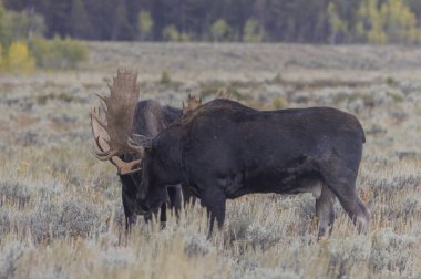 Grand Teton Ulusal Parkı Wyoming 'de sonbaharda geyik dövüşü.