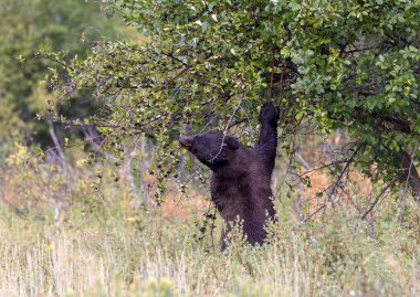 Grand Teton Ulusal Parkı 'nda sonbaharda meyvelerle beslenen genç bir siyah ayı.