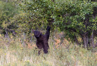 Grand Teton Ulusal Parkı 'nda sonbaharda meyvelerle beslenen genç bir siyah ayı.