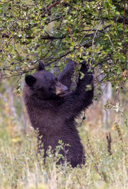 Grand Teton Ulusal Parkı 'nda sonbaharda meyvelerle beslenen genç bir siyah ayı.