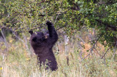 Grand Teton Ulusal Parkı 'nda sonbaharda meyvelerle beslenen genç bir siyah ayı.