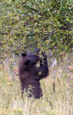Grand Teton Ulusal Parkı 'nda sonbaharda meyvelerle beslenen genç bir siyah ayı.
