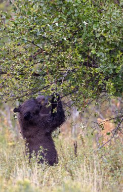 Grand Teton Ulusal Parkı 'nda sonbaharda meyvelerle beslenen genç bir siyah ayı.