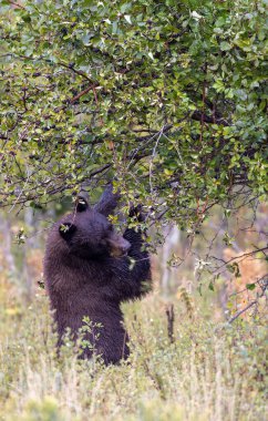 Grand Teton Ulusal Parkı 'nda sonbaharda meyvelerle beslenen genç bir siyah ayı.