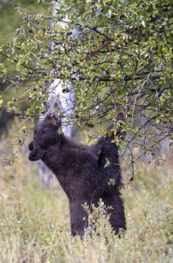 Grand Teton Ulusal Parkı 'nda sonbaharda meyvelerle beslenen genç bir siyah ayı.