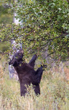 Grand Teton Ulusal Parkı 'nda sonbaharda meyvelerle beslenen genç bir siyah ayı.