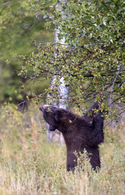 Grand Teton Ulusal Parkı 'nda sonbaharda meyvelerle beslenen genç bir siyah ayı.