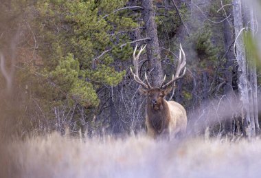Grand Teton Naitonal Park Wyoming 'de sonbaharda tekdüze bir boğa geyiği.