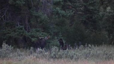 Grand Teton Ulusal Parkı Wyoming 'de sonbaharda azgın bir boğa ve inek.