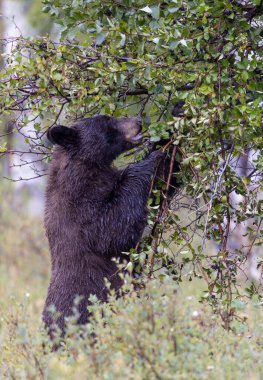 Grand Teton Ulusal Parkı 'nda sonbaharda böğürtlen yiyen bir kara ayı.