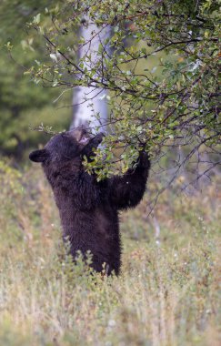 Grand Teton Ulusal Parkı 'nda sonbaharda böğürtlen yiyen bir kara ayı.