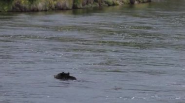 Grand Teton Ulusal Parkı Wyoming 'de sonbaharda Yılan Nehri' nde yüzen bir boz ayı.