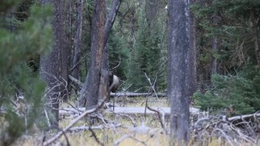 Grand Teton Ulusal Parkı 'nda sonbaharda Wyoming' de ağır kereste içinde bir boğa geyiği.