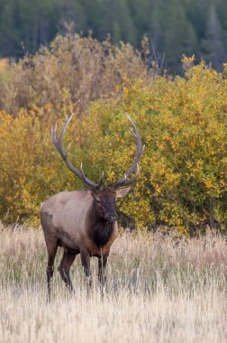 a bull elk in autumn in Grand Teton National Park Wyoming