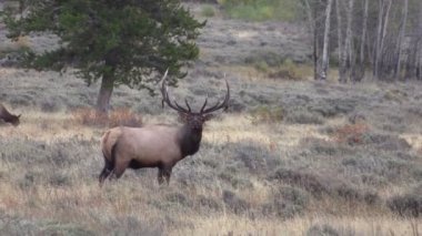 Elk durumda olan tek Güz