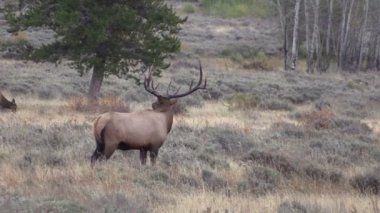 Elk durumda olan tek Güz