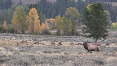 Elk durumda olan tek Güz