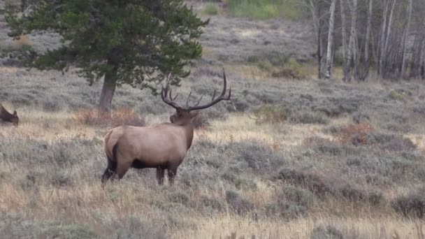 Wapiti à Rut en automne 