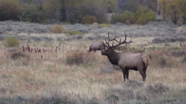 Elk in Rut in Fall — Stock Video