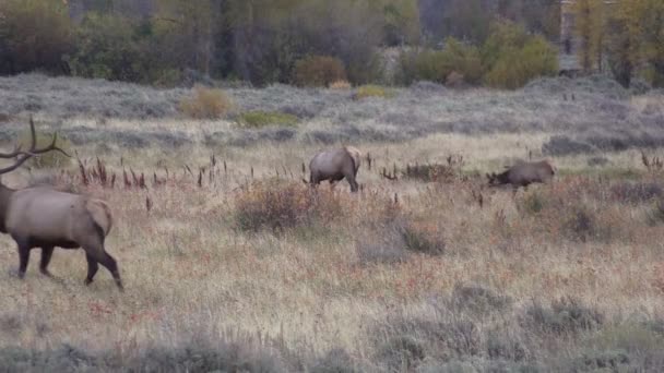 Elk in Rut in Fall — Stock Video