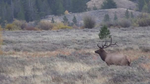 Wapiti à Rut en automne 