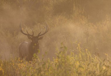 Güz aylarında Grand Teton Ulusal Parkı Wyoming 'de bir boğa geyiği.