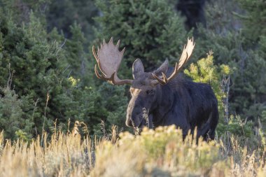 Grand Teton Ulusal Parkı 'nda sonbaharda bir geyik.