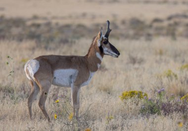 Utah çölünde sonbaharda bir antilop.