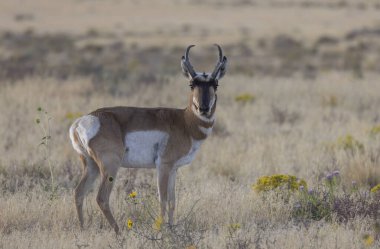 Utah çölünde sonbaharda bir antilop.