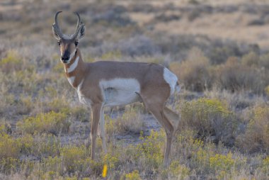 Utah çölünde sonbaharda bir antilop.