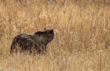 Grand Teton Ulusal Parkı Wyoming 'de sonbaharda uzun otlar içinde bir boz ayı.