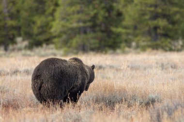 Grand Teton Ulusal Parkı 'nda sonbaharda bir boz ayı.