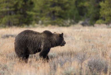 Grand Teton Ulusal Parkı 'nda sonbaharda bir boz ayı.