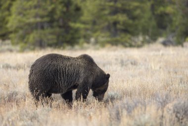 Grand Teton Ulusal Parkı 'nda sonbaharda bir boz ayı.