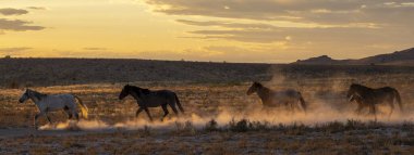 Utah çölünde sonbaharda günbatımında vahşi atlar