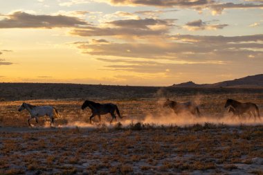 Utah çölünde sonbaharda günbatımında vahşi atlar