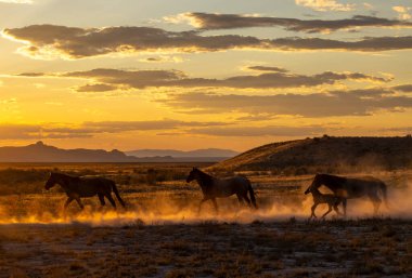 Utah çölünde sonbaharda günbatımında vahşi atlar