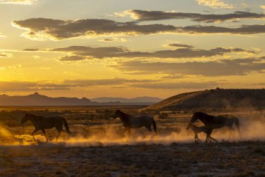 Utah çölünde sonbaharda günbatımında vahşi atlar